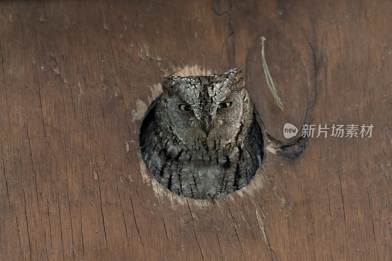 人工巢里的勺子猫头鹰(Otus Scops)